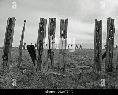 Düstere Pennine-Landschaft - verwitterte Hochlandhölzer Schneebruch-Schlafpfosten auf hohen Mooren über Settle - Carlisle Railway, North Yorkshire, England Großbritannien Stockfoto