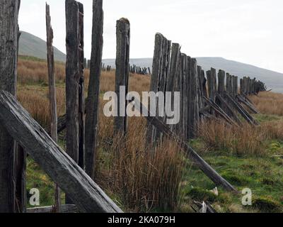 Düstere Pennine-Landschaft - verwitterte Hochlandhölzer Schneebruch-Schlafpfosten auf hohen Mooren über Settle - Carlisle Railway, North Yorkshire, England Großbritannien Stockfoto