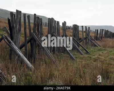 Düstere Pennine-Landschaft - verwitterte Hochlandhölzer Schneebruch-Schlafpfosten auf hohen Mooren über Settle - Carlisle Railway, North Yorkshire, England Großbritannien Stockfoto