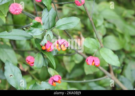 Herzen platzen für diesen leuchtend bunten Erdbeerstrauch Stockfoto