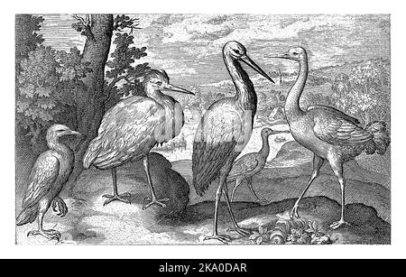 Stork, Crane, Heron und Sponbill, Nicolaes de Bruyn, 1594 Stockfoto