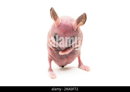 Cute Zwerg Hairless Hamster auf weißem Hintergrund isoliert Stockfoto