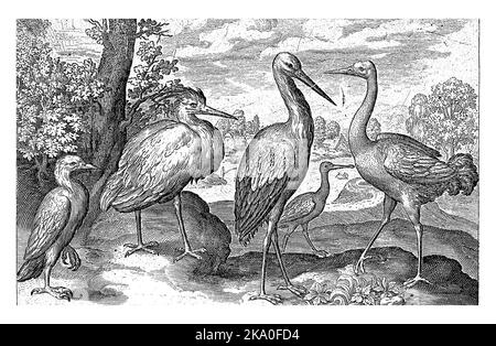 Storch, Crane, Heron und Löffelchen, Nicolaes de Bruyn, 1594, Vintage graviert. Stockfoto