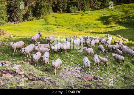 Schafschar auf einem Bauernhof, Französische Alpen, Grenze mit der Schweiz Stockfoto