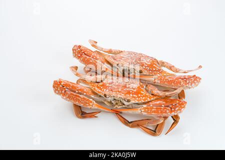 Gedämpfte Blaukrabbe serviert auf Teller, Zubereitung von Speisen Stockfoto