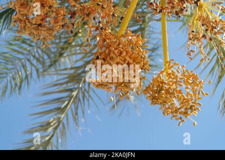 In heißen tropischen Resorts wachsen unreife Datteln, die an Palmenzweigen unter blauem Himmel hängen Stockfoto