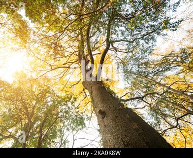 Die warme Frühlingssonne scheint durch die Baumkronen der Bäume Stockfoto