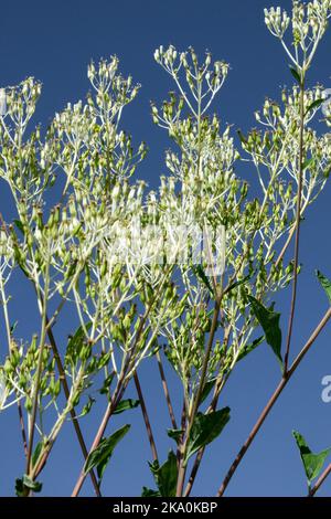 Blasse indische Wegerich, Arnoglossum, Blume, Cacalia, hohe Pflanzen, Wild, Blütenstand, Weiß, Firmament, Hintergrund Stockfoto