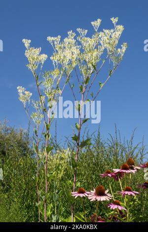 Blasse indische Wegerich, Arnoglossum atriplicifolium, Cacalia, Blüte, Blumen, Nordamerika, Ureinwohner, Pflanze Echinacea Purple Coneflower Stockfoto