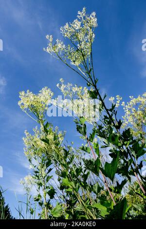 Hochsommer, Pflanze, blühend, Arnoglossum atriplicifolium Pale Indian Plantain, Cacalia rotundifolia, Wildblumen, Prärie, hoch, Stauden Stockfoto