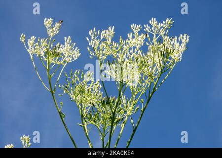 Weiß, Blumenkopf, Pflanze, Blassindische Kochbanane, Blume, krautig, mehrjährig, Sky, Arnoglossum atriplicifolium oder Cacalia rotundifolia Stockfoto