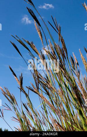 Big Bluestem Andropogon gerardii Bluestem Gras Andropogon Truthahn-Fuß Gras, lang, Stämme, ausdauernd, Wildtiere Stockfoto