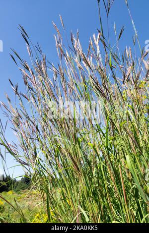 Big Bluestem Andropogon gerardi Bluestem Gras Andropogon Truthahn-Fuß Gras, lang, Stämme, mehrjährige Wildtiere Präriegas Stockfoto