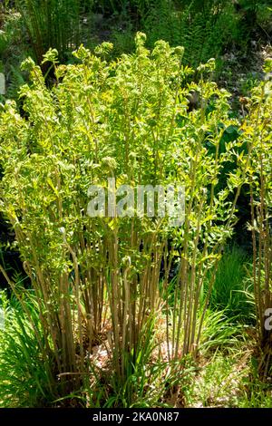 Farn Wedel, Royal Fern Osmunda regalis, Wedel, Frühling, Klumpen Stockfoto