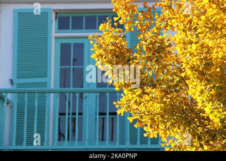 Leuchtend gelbe Blätter auf einem Ginko-Baum stehen im Kontrast zu den blauen Fensterläden eines historischen Gebäudes, Monterey CA. Stockfoto