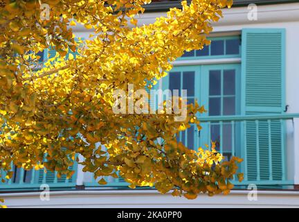 Leuchtend gelbe Blätter auf einem Ginko-Baum stehen im Kontrast zu den blauen Fensterläden eines historischen Gebäudes, Monterey CA. Stockfoto