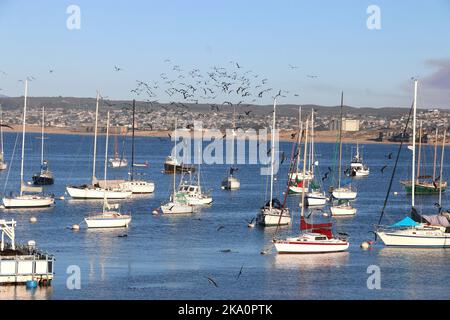 Monterey, CA, USA - 25. Okt 2022: An einem klaren Herbsttag in der Monterey Bay strömen Vögel hoch am Himmel über Segelbooten. Stockfoto