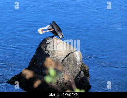 Ein wunderschöner erwachsener brauner Pelikan raunt auf einem Felsen, Monterey Bay. Stockfoto