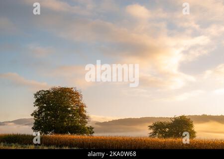 Zwei Bäume im Maisfeld bei Sonnenaufgang, Stockfoto