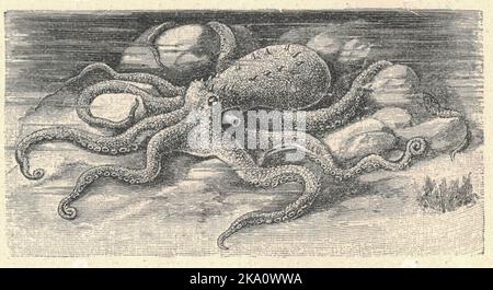 Antike gravierte Illustration des gemeinen Kraken. Vintage-Illustration des gemeinen Kraken. Altes Bild. Buchillustration veröffentlicht 1907. Der gemeine Krake (Octopus vulgaris) ist ein Weichtier der Klasse Cephalopoda. Octopus vulgaris ist eine der am meisten untersuchten Kraken aller Arten, und auch eine der intelligentesten. Sie erstreckt sich vom Ostatlantik, vom Mittelmeer und der Südküste Englands bis zur Südküste Südafrikas. Es kommt auch vor den Azoren, den Kanarischen Inseln und den Kapverdischen Inseln vor. Die Art ist auch in der westlichen ATL verbreitet Stockfoto