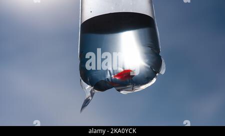 Goldfisch in einer Plastiktüte. Fisch aus dem Tiergeschäft. Stockfoto