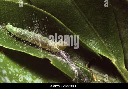 RAUPE DER HELLBRAUNEN APFELMOTTE. Stockfoto