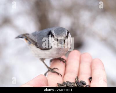 Der eurasische Kleiber frisst Samen aus der Hand eines Mannes. Hungriger Vogelholzknütchsel, der im Winter oder Herbst Samen aus der Hand frisst. Tierpflege in Stockfoto