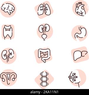 Menschliche Organe, Illustration oder Symbol, Vektor auf weißem Hintergrund. Stock Vektor