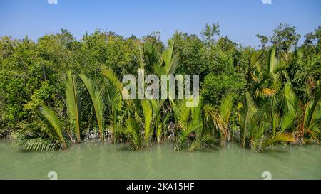 Blick auf die Nypa fruticans aka nipa Palm oder Mangrovenpalme, die in den Mangroven der Sundarbans wachsen, einem UNESCO-Weltkulturerbe, Bangladesch Stockfoto