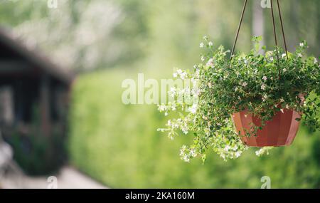 Blume in einem hängenden Blumentopf auf einem grünen unscharfen Hintergrund, selektiver Fokus Stockfoto