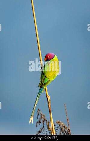 Pflaumenkopf-Sittich oder Psittacula cyanocephala Porträt thront während Outdoor Wildlife Safari im Wald von zentralindien asien Stockfoto