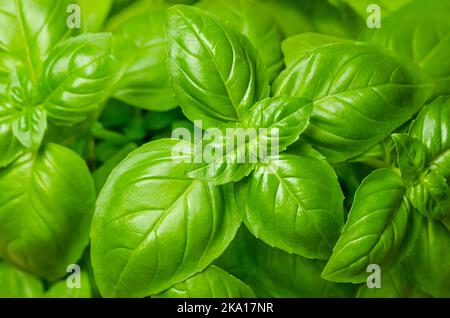 Basilikumblätter, von oben. Auch bekannt als süßes, großes oder genovesisches Basilikum, Ocimum basilicum, ein kulinarisches Kraut in der Familie der Minzgewächse Lamiaceae. Stockfoto