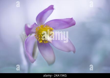 Nahaufnahme der Pasque-Blume pulsatilla auf hellblauem Hintergrund, weich fokussiert. Stockfoto