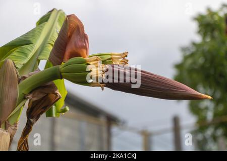 Eine Bananenpflanze mit Blütenstacheln und einigen kleinen Bananenpappen schließen sich aus der Nähe an. Stockfoto