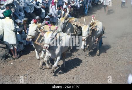 Bullock & Bullock Cart Races, eine beliebte Sportart im ländlichen Maharashtra, wurden 2014 mit der Begründung verboten, dass sie Tierquälerei waren. Diese Rennen gehören zu den Hauptattraktionen auf Dorfmessen. Rennbegeisterte behaupten, dass diese Ereignisse auch der ländlichen Wirtschaft zugute kommen. Stockfoto