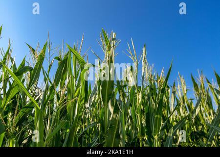 Reifender gelber Mais auf dem Maiskolben, Mais aus der Nähe Stockfoto