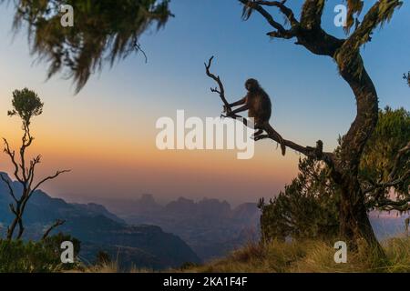 Ein Gelada-Pavian auf einem Baum, der den Sonnenuntergang in den Simian-Bergen in Äthiopien beobachtet Stockfoto