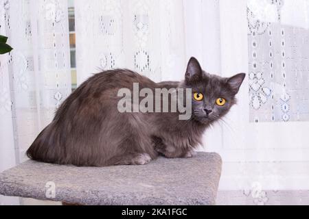 Graue Katze sitzt auf einem weichen Hocker aus nächster Nähe Stockfoto