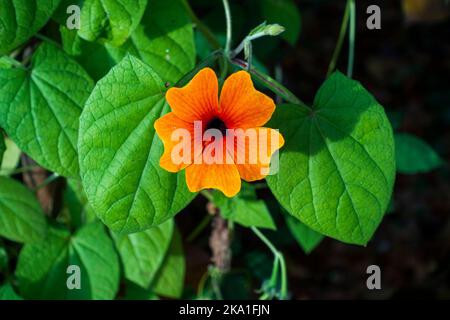 Nahaufnahme der blühenden Blackeyed Susan Vine, Thunbergia alata in Pruhonice, Tschechische Republik, am 25. Oktober 2022. (CTK Photo/Libor Sojka) Stockfoto