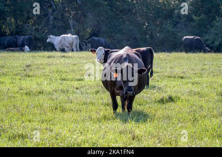 Kommerzielle Angus-Kuh auf üppiger Sommerweide mit Blick auf die Kamera mit anderen Rindern im Hintergrund. Stockfoto