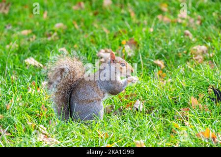 Graues Eichhörnchen sitzt auf einem Gras und isst Eichelnuss im Hyde Park. London, England Stockfoto