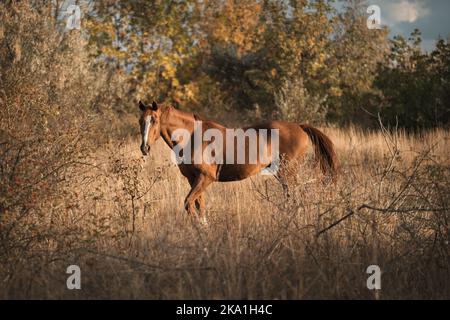 Rotpferd läuft im Herbst im Wald und auf dem Feld. Reiten, Unterhaltung für Touristen. Tierreisen. Pferdesport, extrem. Stockfoto