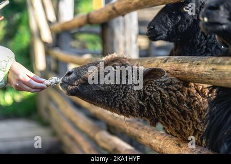 Eine Frau füttert in Nahaufnahme in einem Zoo ein Schaf. Stockfoto