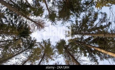 Bäume im Wald, Ansicht von unten, Birken und Pappel mit dünnen Stämmen und grünem Laub, Baumkronen gegen den Himmel. Waldlandschaft. Bild herunterladen Stockfoto