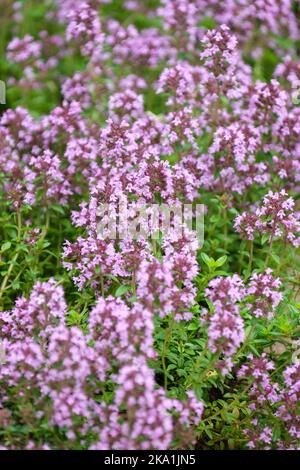 Thymus serpyllum, Breckland-Thymian, Breckland-Thymian, Thymian, kriechender Thymian, elfin-Thymian Stockfoto