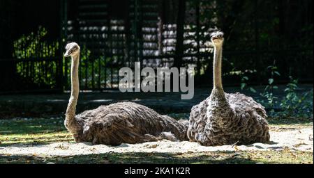 Die gemeinsame Strauß, Struthio camelus, oder einfach Strauß, ist eine Pflanzenart aus der Gattung der großen flugunfähigen Vogel aus Afrika. Es ist eine der zwei bestehenden Arten von Os Stockfoto
