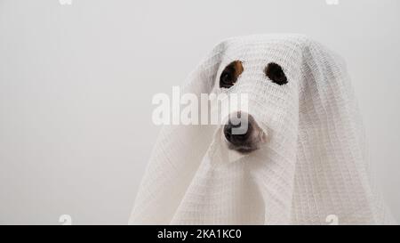 Hund Jack Russell Terrier in einem Geisterkostüm auf weißem Hintergrund. Stockfoto