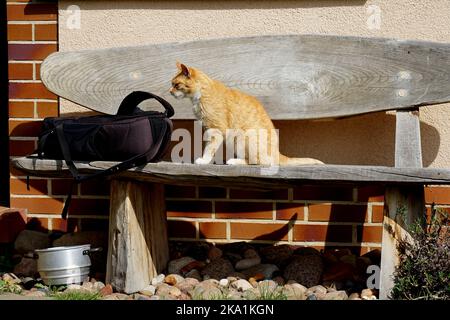 Die Katze macht es sich in der Sonne bequem Stockfoto