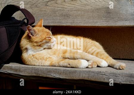 Die Katze macht es sich in der Sonne bequem Stockfoto