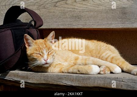 Die Katze macht es sich in der Sonne bequem Stockfoto